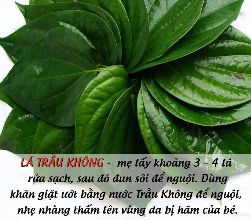 lá trầu không