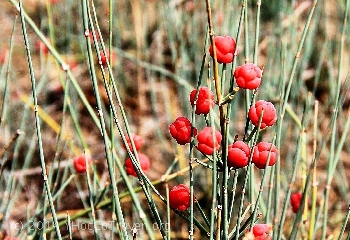 ma hoàng chữa hen suyễn