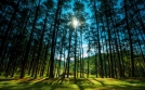 Đi bộ trong rừng thông có thể khiến bệnh nhân hen suyễn dễ chịu hơn